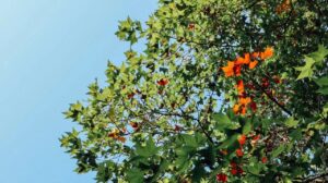 sap2000二次开发一些理解与基础性工作