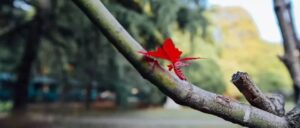 sap2000自带的python开发小例子