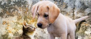 完全竞争与垄断-一