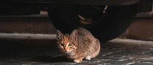 公共经济学-外部性~二