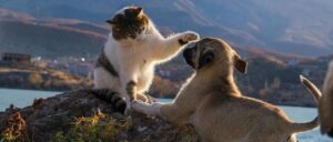 Reading 8 Emotion and Nonverbal Communication in Negotiation